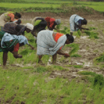 Delayed Monsoon Pushes Farmagudi Farmers into Crisis