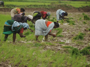 Delayed Monsoon Pushes Farmagudi Farmers into Crisis