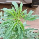 The current image has no alternative text. The file name is: Cannabis-Plant-Discovered-on-Pavement-Outside-Casa-de-Moeda-in-Panjim.jpeg