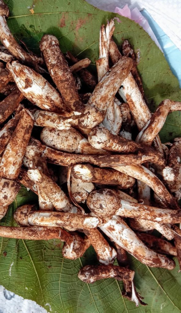 The current image has no alternative text. The file name is: Goa-Biodiversity-Board-Warns-Public-Over-Overharvesting-of-‘Roen-Alami-Mushrooms.jpeg