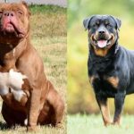 The current image has no alternative text. The file name is: Goa-Cabinet-approves-Bans-on-Sale-and-Breeding-of-Pitbulls-Rottweilers.jpg
