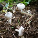 The current image has no alternative text. The file name is: Goas-Wild-Mushrooms-Absent-This-Monsoon-Amid-Safety-and-Environmental-Concerns.jpg