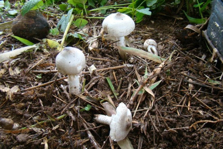 Roen Almi Mushrooms Disappear from Goa’s Monsoon Season Amid Health and Conservation Warnings