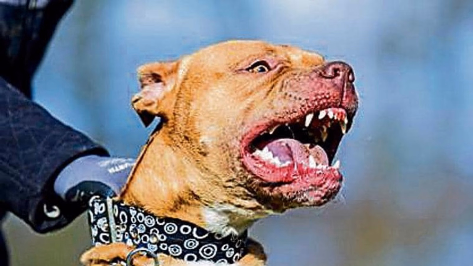 The current image has no alternative text. The file name is: minor-girl-injured-in-pitbull-attack-in-chimbel-owner-booked