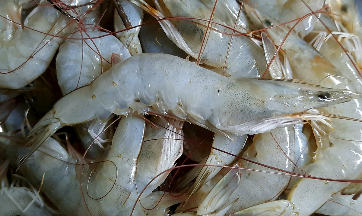 White-Legged Shrimp to Be Sold at Subsidised Rate in Panaji on July 11