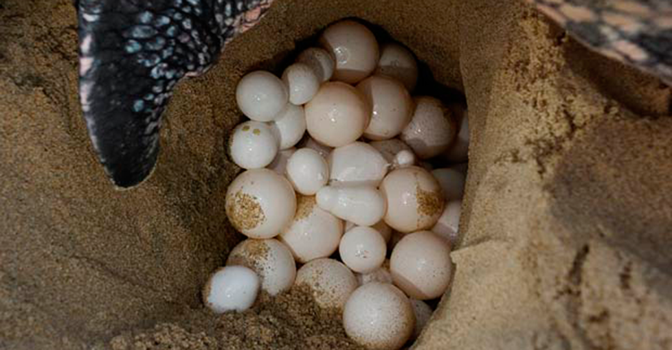 Sea Turtle Lays 135 Eggs at Morjim Beach, Reinforcing Goa’s Role as a Key Nesting Site