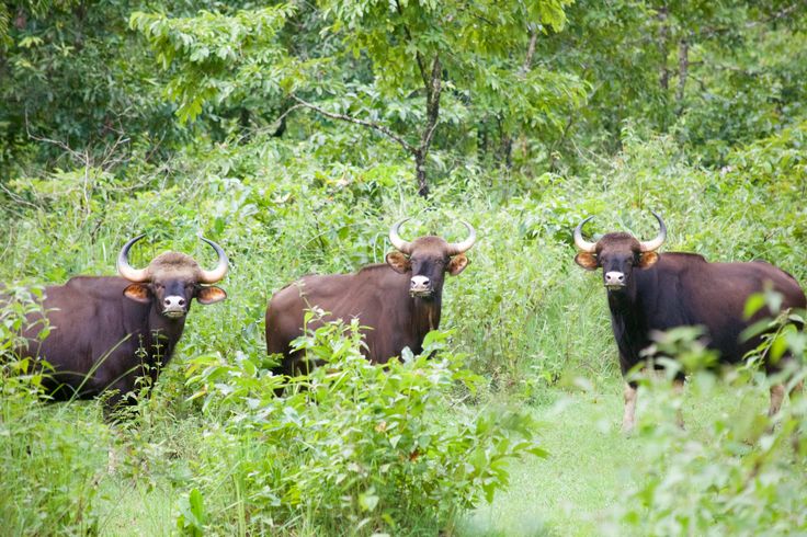 Frequent Bison Sightings Worry Bhati-Sanguem Locals
