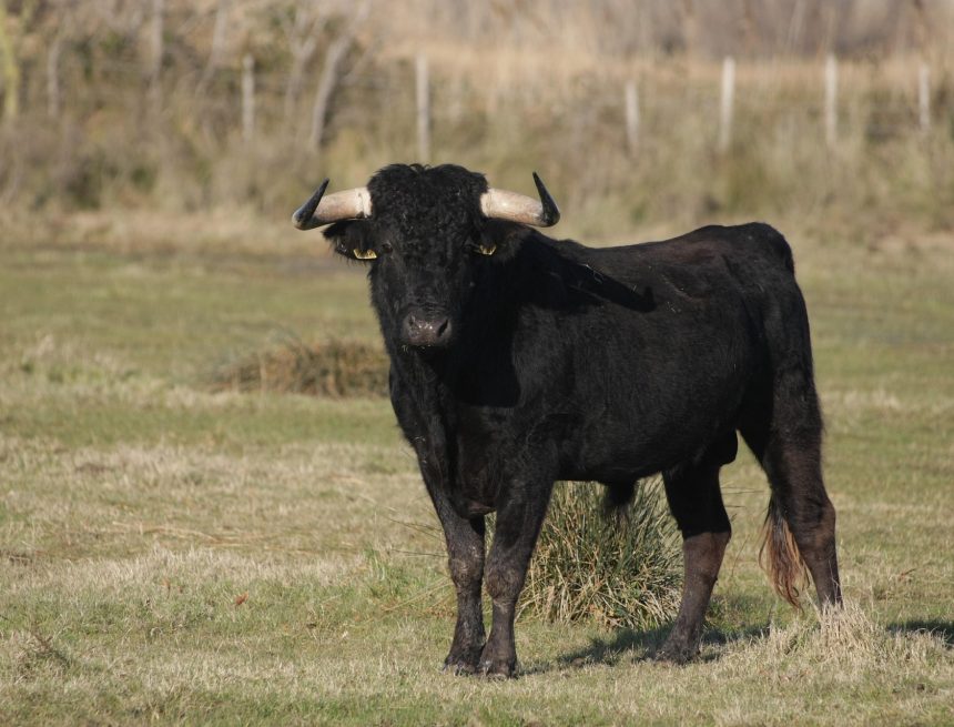 Woman Seriously Injured in Bison Attack at Mansher, Revora
