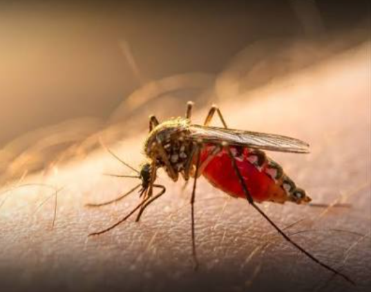 mosquito